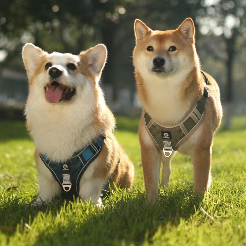 harnais-chien-duo