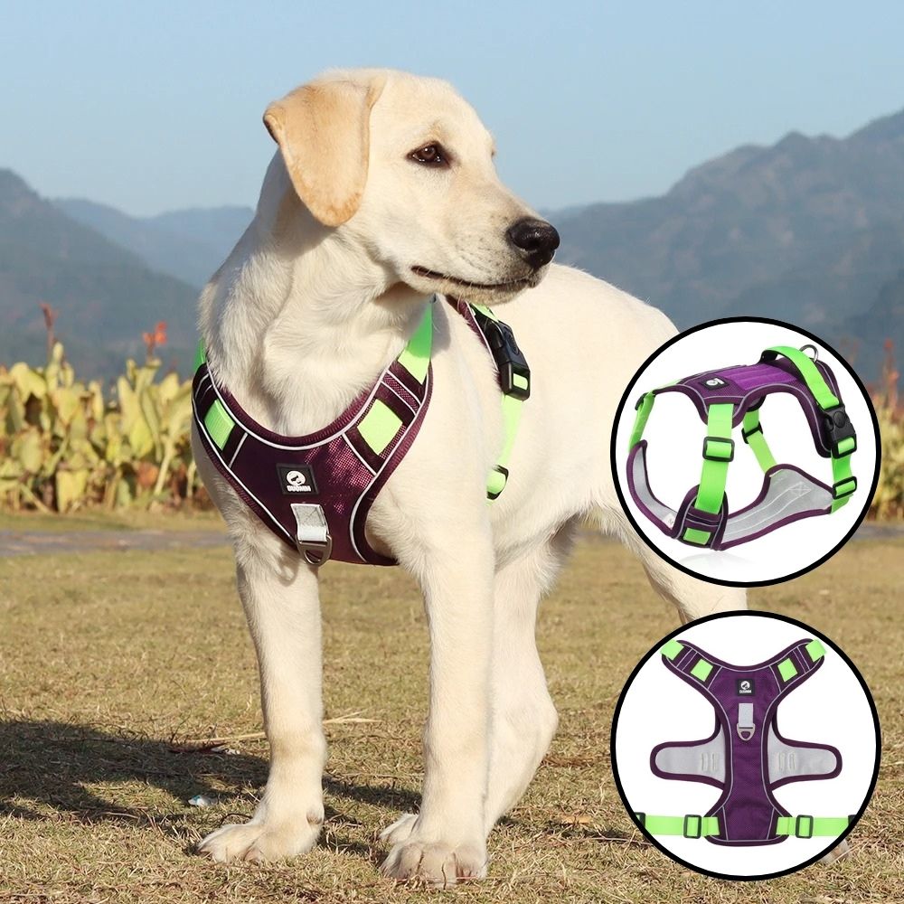 harnais-chien-vert-violet-flexiharn